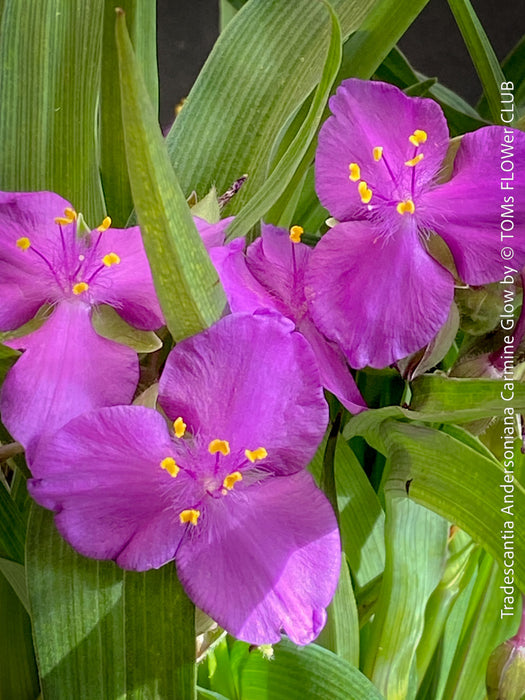 Tradescantia Andersoniana Carmine Glow for sale at TOMs FLOWer CLUB with vivid violet-blue flowers in a naturalistic garden border.