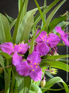 Tradescantia Andersoniana Carmine Glow for sale at TOMs FLOWer CLUB with vivid violet-blue flowers in a naturalistic garden border.