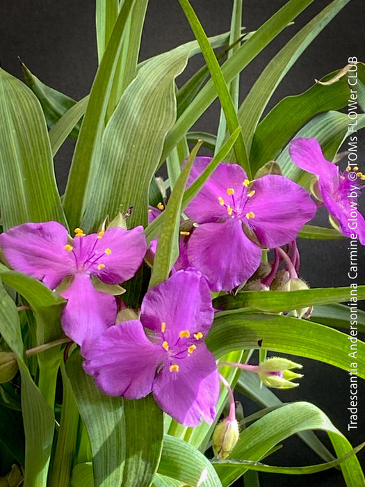 Tradescantia Andersoniana Carmine Glow for sale at TOMs FLOWer CLUB with vivid violet-blue flowers in a naturalistic garden border.