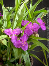 Tradescantia Andersoniana Carmine Glow for sale at TOMs FLOWer CLUB with vivid violet-blue flowers in a naturalistic garden border.