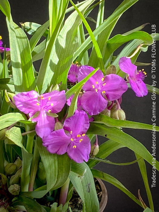 Tradescantia Andersoniana Carmine Glow for sale at TOMs FLOWer CLUB with vivid violet-blue flowers in a naturalistic garden border.