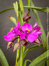 Tradescantia Andersoniana Carmine Glow for sale at TOMs FLOWer CLUB with vivid violet-blue flowers in a naturalistic garden border.