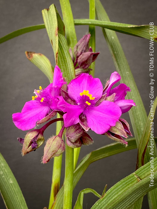 Tradescantia Andersoniana Carmine Glow for sale at TOMs FLOWer CLUB with vivid violet-blue flowers in a naturalistic garden border.