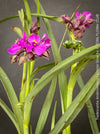 Tradescantia Andersoniana Carmine Glow for sale at TOMs FLOWer CLUB with vivid violet-blue flowers in a naturalistic garden border.