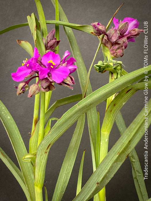 Tradescantia Andersoniana Carmine Glow for sale at TOMs FLOWer CLUB with vivid violet-blue flowers in a naturalistic garden border.