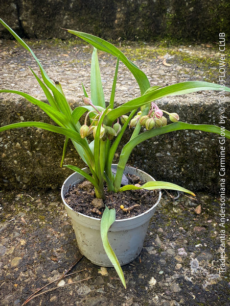 Tradescantia Andersoniana Carmine Glow for sale at TOMs FLOWer CLUB with vivid violet-blue flowers in a naturalistic garden border.