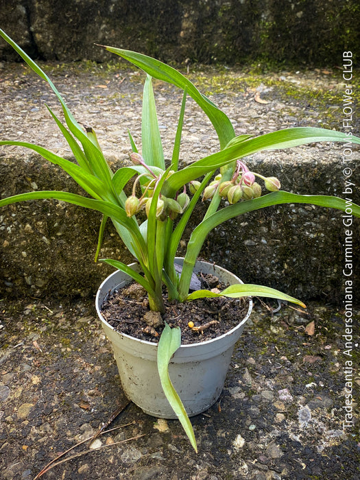 Tradescantia Andersoniana Carmine Glow for sale at TOMs FLOWer CLUB with vivid violet-blue flowers in a naturalistic garden border.