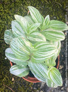 Tradescantia Fluminensis Albo Variegata, organically grown tropical plants for sale at TOMs FLOWer CLUB
