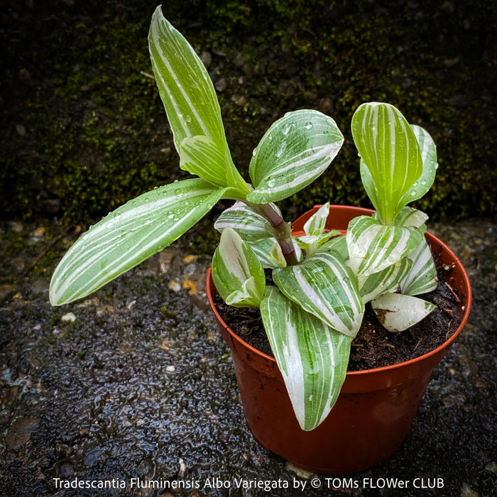 Tradescantia Fluminensis Albo Variegata, organically grown tropical plants for sale at TOMs FLOWer CLUB