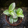 Tradescantia Fluminensis Albo Variegata, organically grown tropical plants for sale at TOMs FLOWer CLUB