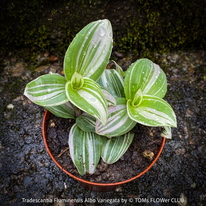 Tradescantia Fluminensis Albo Variegata, organically grown tropical plants for sale at TOMs FLOWer CLUB
