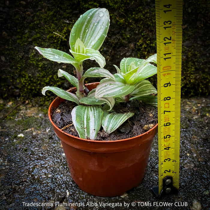 Tradescantia Fluminensis Albo Variegata, organically grown tropical plants for sale at TOMs FLOWer CLUB