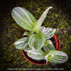 Tradescantia Fluminensis Albo Variegata, organically grown tropical plants for sale at TOMs FLOWer CLUB