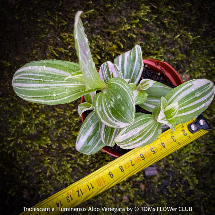 Tradescantia Fluminensis Albo Variegata, organically grown tropical plants for sale at TOMs FLOWer CLUB