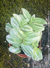 Tradescantia Fluminensis Albo Variegata, organically grown tropical plants for sale at TOMs FLOWer CLUB