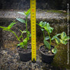 Tradescantia Fluminensis Aurea Variegata, organically grown tropical plants for sale at TOMs FLOWer CLUB