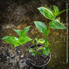 Tradescantia Fluminensis Aurea Variegata, organically grown tropical plants for sale at TOMs FLOWer CLUB