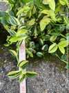 Tradescantia Fluminensis Aurea Variegata, organically grown tropical plants for sale at TOMs FLOWer CLUB