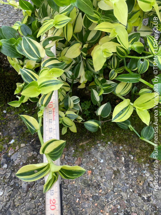 Tradescantia Fluminensis Aurea Variegata, organically grown tropical plants for sale at TOMs FLOWer CLUB