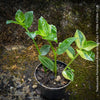 Tradescantia Fluminensis Aurea Variegata, organically grown tropical plants for sale at TOMs FLOWer CLUB