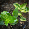 Tradescantia Fluminensis Aurea Variegata, organically grown tropical plants for sale at TOMs FLOWer CLUB