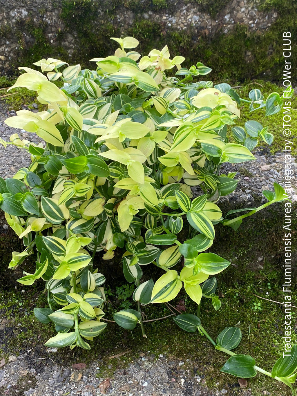 Tradescantia Fluminensis Aurea Variegata