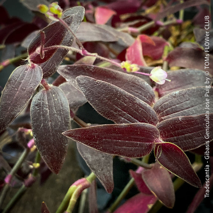 Tradescantia - Gibasis Geniculata Jose Puig - CUTTING, organically grown tropical plants for sale at TOMs FLOWer CLUB. 