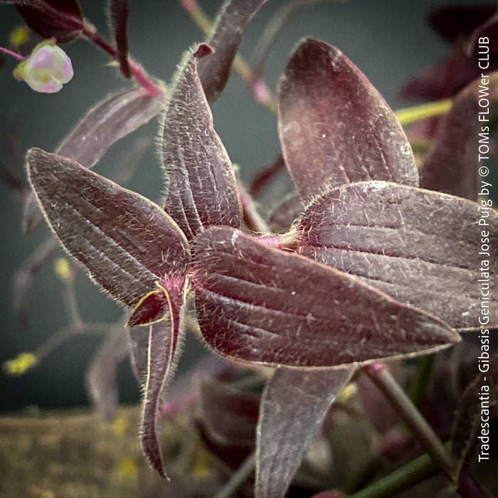 Tradescantia - Gibasis Geniculata Jose Puig - CUTTING, organically grown tropical plants for sale at TOMs FLOWer CLUB. 