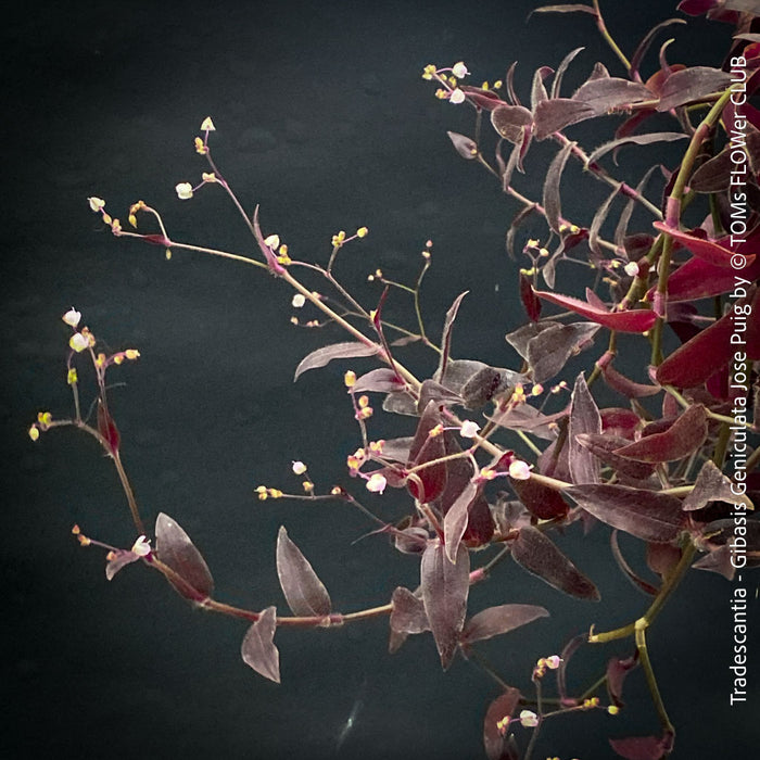 Tradescantia - Gibasis Geniculata Jose Puig - CUTTING, organically grown tropical plants for sale at TOMs FLOWer CLUB. 