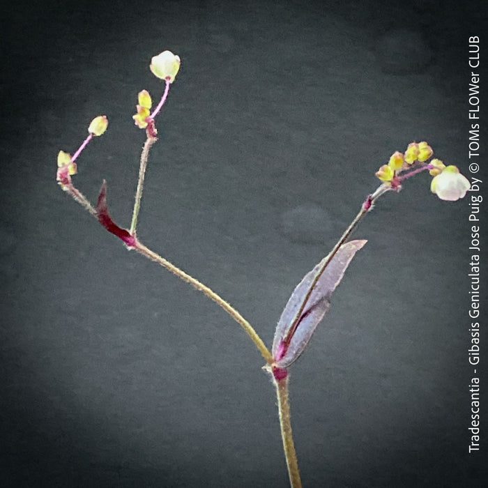 Tradescantia - Gibasis Geniculata Jose Puig - CUTTING, organically grown tropical plants for sale at TOMs FLOWer CLUB.
