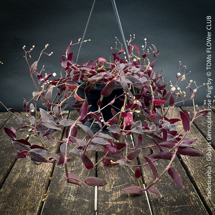 Tradescantia - Gibasis Geniculata Jose Puig - CUTTING, organically grown tropical plants for sale at TOMs FLOWer CLUB. 