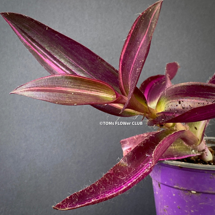 Tradescantia Pallida Purpurea Pink Variegata, organically grown tropical plants for sale at TOMs FLOWer CLUB, indoor plants, outdoor plants, purport, violet, Zimmerpflanzen, Rarität, rare plants, foliage plants, panaschiert, pink, burgundy leaf