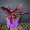 Tradescantia Pallida Purpurea Pink Variegata, organically grown tropical plants for sale at TOMs FLOWer CLUB, indoor plants, outdoor plants, purport, violet, Zimmerpflanzen, Rarität, rare plants, foliage plants, panaschiert, pink, burgundy leaf