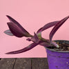 Tradescantia Pallida Purpurea Pink Variegata, organically grown tropical plants for sale at TOMs FLOWer CLUB, indoor plants, outdoor plants, purport, violet, Zimmerpflanzen, Rarität, rare plants, foliage plants, panaschiert, pink, burgundy leaf