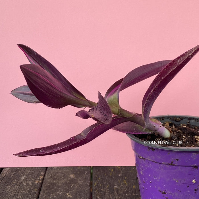 Tradescantia Pallida Purpurea Pink Variegata, organically grown tropical plants for sale at TOMs FLOWer CLUB, indoor plants, outdoor plants, purport, violet, Zimmerpflanzen, Rarität, rare plants, foliage plants, panaschiert, pink, burgundy leaf