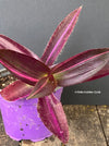 Tradescantia Pallida Purpurea Pink Variegata, organically grown tropical plants for sale at TOMs FLOWer CLUB, indoor plants, outdoor plants, purport, violet, Zimmerpflanzen, Rarität, rare plants, foliage plants, panaschiert, pink, burgundy leaf