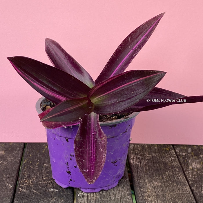 Tradescantia Pallida Purpurea Pink Variegata