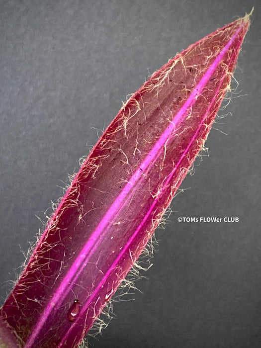 Tradescantia Pallida Purpurea Pink Variegata, organically grown tropical plants for sale at TOMs FLOWer CLUB, indoor plants, outdoor plants, purport, violet, Zimmerpflanzen, Rarität, rare plants, foliage plants, panaschiert, pink, burgundy leaf