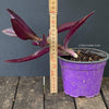 Tradescantia Pallida Purpurea Pink Variegata, organically grown tropical plants for sale at TOMs FLOWer CLUB, indoor plants, outdoor plants, purport, violet, Zimmerpflanzen, Rarität, rare plants, foliage plants, panaschiert, pink, burgundy leaf