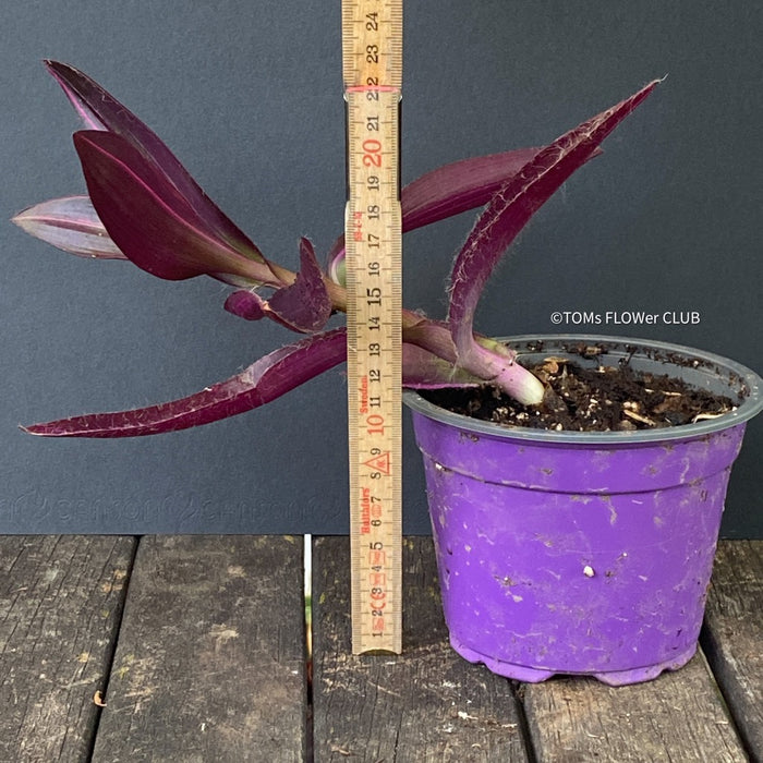 Tradescantia Pallida Purpurea Pink Variegata, organically grown tropical plants for sale at TOMs FLOWer CLUB, indoor plants, outdoor plants, purport, violet, Zimmerpflanzen, Rarität, rare plants, foliage plants, panaschiert, pink, burgundy leaf