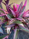 Tradescantia Pallida Purpurea Pink Variegata, organically grown tropical plants for sale at TOMs FLOWer CLUB, indoor plants, outdoor plants, purport, violet, Zimmerpflanzen, Rarität, rare plants, foliage plants, panaschiert, pink, burgundy leaf