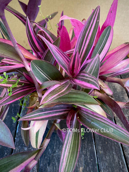 Tradescantia Pallida Purpurea Pink Variegata, organically grown tropical plants for sale at TOMs FLOWer CLUB, indoor plants, outdoor plants, purport, violet, Zimmerpflanzen, Rarität, rare plants, foliage plants, panaschiert, pink, burgundy leaf