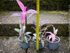 Tradescantia Pallida Purpurea Pink Variegata, organically grown tropical plants for sale at TOMs FLOWer CLUB, indoor plants, outdoor plants, purport, violet, Zimmerpflanzen, Rarität, rare plants, foliage plants, panaschiert, pink, burgundy leaf