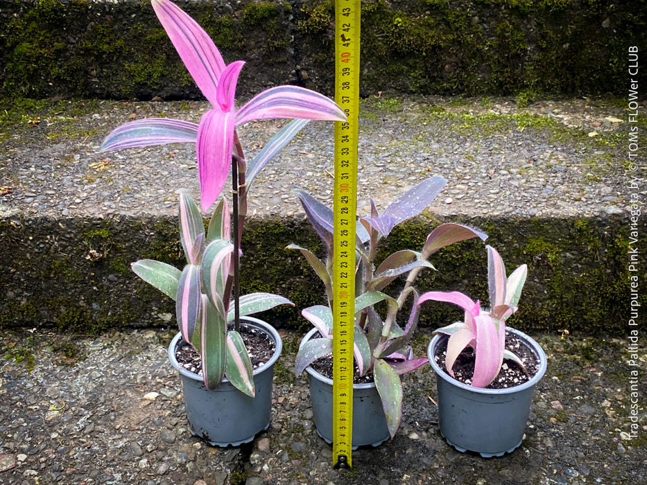 Tradescantia Pallida Purpurea Pink Variegata, organically grown tropical plants for sale at TOMs FLOWer CLUB, indoor plants, outdoor plants, purport, violet, Zimmerpflanzen, Rarität, rare plants, foliage plants, panaschiert, pink, burgundy leaf