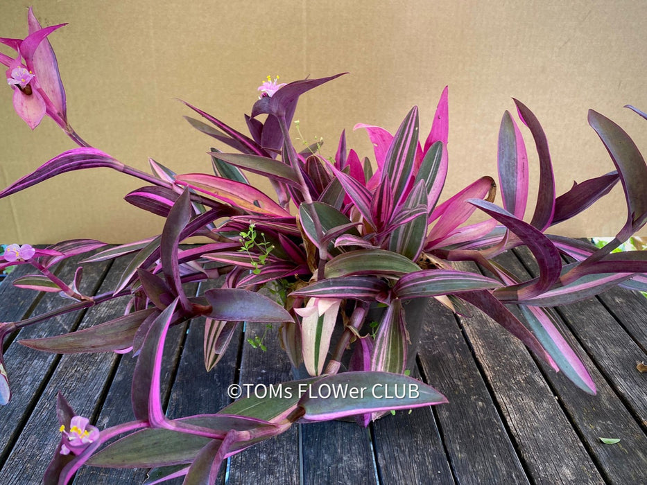 Tradescantia Pallida Purpurea Pink Variegata, organically grown tropical plants for sale at TOMs FLOWer CLUB, indoor plants, outdoor plants, purport, violet, Zimmerpflanzen, Rarität, rare plants, foliage plants, panaschiert, pink, burgundy leaf