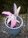 Tradescantia Pallida Purpurea Pink Variegata, organically grown tropical plants for sale at TOMs FLOWer CLUB, indoor plants, outdoor plants, purport, violet, Zimmerpflanzen, Rarität, rare plants, foliage plants, panaschiert, pink, burgundy leaf