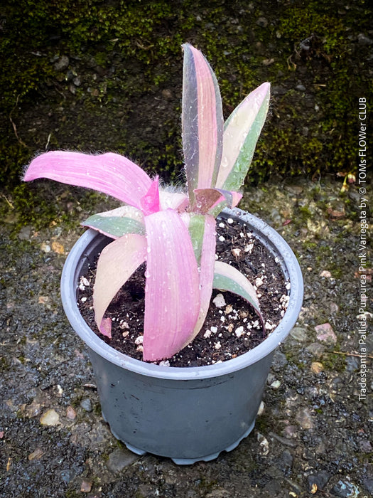 Tradescantia Pallida Purpurea Pink Variegata, organically grown tropical plants for sale at TOMs FLOWer CLUB, indoor plants, outdoor plants, purport, violet, Zimmerpflanzen, Rarität, rare plants, foliage plants, panaschiert, pink, burgundy leaf