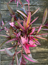 Tradescantia Pallida Purpurea Pink Variegata, organically grown tropical plants for sale at TOMs FLOWer CLUB, indoor plants, outdoor plants, purport, violet, Zimmerpflanzen, Rarität, rare plants, foliage plants, panaschiert, pink, burgundy leaf