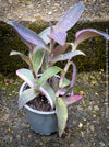 Tradescantia Pallida Purpurea Pink Variegata, organically grown tropical plants for sale at TOMs FLOWer CLUB, indoor plants, outdoor plants, purport, violet, Zimmerpflanzen, Rarität, rare plants, foliage plants, panaschiert, pink, burgundy leaf