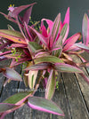 Tradescantia Pallida Purpurea Pink Variegata, organically grown tropical plants for sale at TOMs FLOWer CLUB, indoor plants, outdoor plants, purport, violet, Zimmerpflanzen, Rarität, rare plants, foliage plants, panaschiert, pink, burgundy leaf